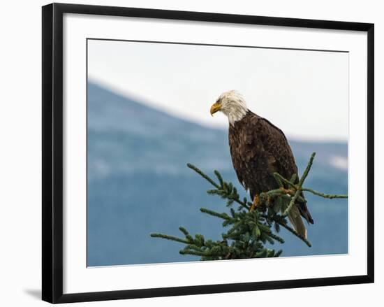 Bald Eagle II-Stan Hellmann-Framed Photo