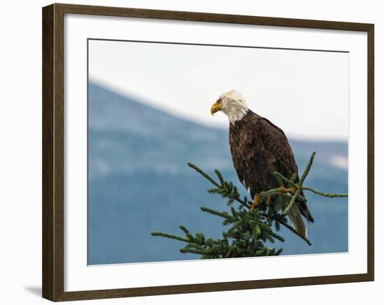 Bald Eagle II-Stan Hellmann-Framed Photo