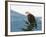 Bald Eagle II-Stan Hellmann-Framed Photo