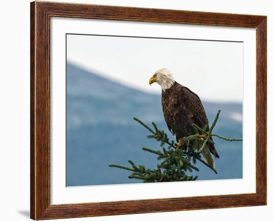 Bald Eagle II-Stan Hellmann-Framed Photo