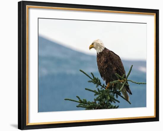 Bald Eagle II-Stan Hellmann-Framed Photo