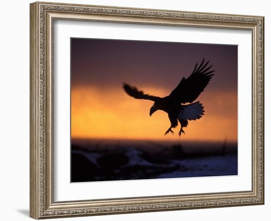 Bald Eagle in Flight at Sunset, Kachemak Bay, Alaska, USA-Steve Kazlowski-Framed Photographic Print