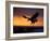 Bald Eagle in Flight at Sunset, Kachemak Bay, Alaska, USA-Steve Kazlowski-Framed Photographic Print