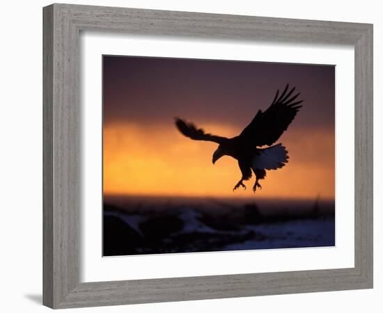 Bald Eagle in Flight at Sunset, Kachemak Bay, Alaska, USA-Steve Kazlowski-Framed Photographic Print