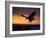 Bald Eagle in Flight at Sunset, Kachemak Bay, Alaska, USA-Steve Kazlowski-Framed Photographic Print