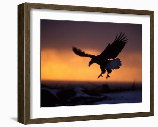 Bald Eagle in Flight at Sunset, Kachemak Bay, Alaska, USA-Steve Kazlowski-Framed Photographic Print