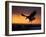 Bald Eagle in Flight at Sunset, Kachemak Bay, Alaska, USA-Steve Kazlowski-Framed Photographic Print