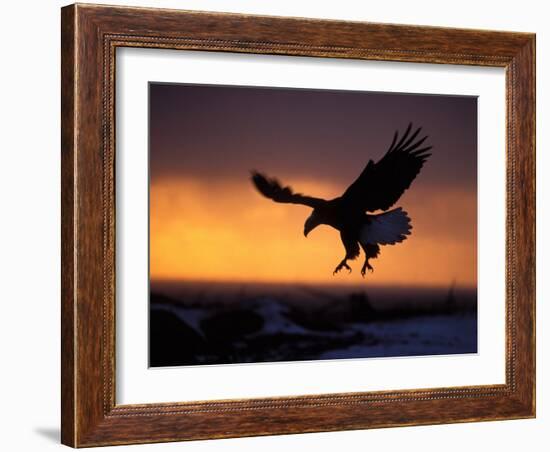 Bald Eagle in Flight at Sunset, Kachemak Bay, Alaska, USA-Steve Kazlowski-Framed Photographic Print