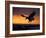 Bald Eagle in Flight at Sunset, Kachemak Bay, Alaska, USA-Steve Kazlowski-Framed Photographic Print