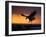Bald Eagle in Flight at Sunset, Kachemak Bay, Alaska, USA-Steve Kazlowski-Framed Photographic Print