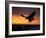 Bald Eagle in Flight at Sunset, Kachemak Bay, Alaska, USA-Steve Kazlowski-Framed Photographic Print