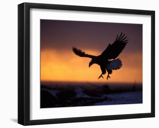 Bald Eagle in Flight at Sunset, Kachemak Bay, Alaska, USA-Steve Kazlowski-Framed Photographic Print