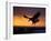 Bald Eagle in Flight at Sunset, Kachemak Bay, Alaska, USA-Steve Kazlowski-Framed Photographic Print