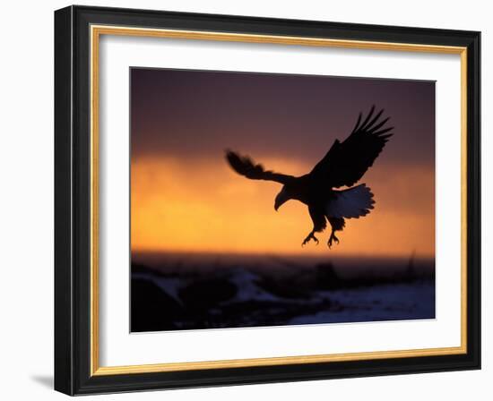 Bald Eagle in Flight at Sunset, Kachemak Bay, Alaska, USA-Steve Kazlowski-Framed Photographic Print