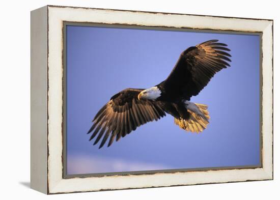 Bald Eagle in Flight, Early Morning Light-null-Framed Premier Image Canvas