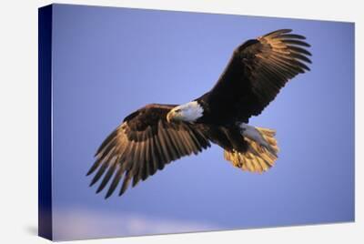 American Bald Eagle on a Branch - Painting – Canvas Art Plus