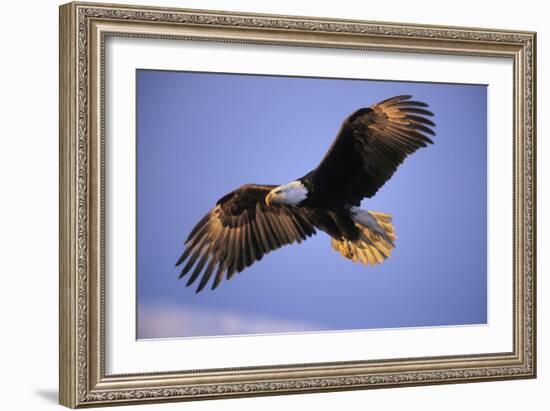 Bald Eagle in Flight, Early Morning Light--Framed Photographic Print