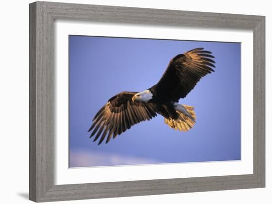 Bald Eagle in Flight, Early Morning Light--Framed Photographic Print