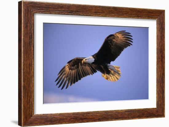 Bald Eagle in Flight, Early Morning Light-null-Framed Photographic Print