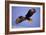 Bald Eagle in Flight, Early Morning Light-null-Framed Photographic Print