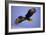 Bald Eagle in Flight, Early Morning Light-null-Framed Photographic Print