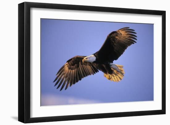 Bald Eagle in Flight, Early Morning Light--Framed Photographic Print