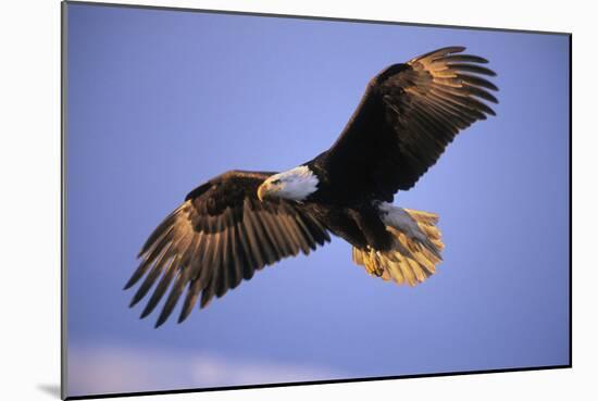 Bald Eagle in Flight, Early Morning Light-null-Mounted Photographic Print