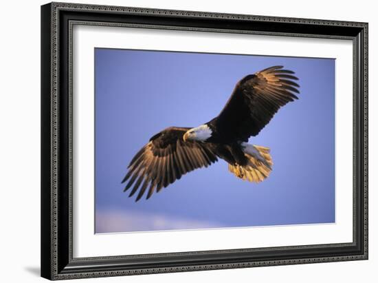 Bald Eagle in Flight, Early Morning Light-null-Framed Photographic Print