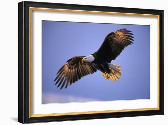 Bald Eagle in Flight, Early Morning Light-null-Framed Photographic Print