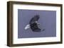 Bald Eagle in flight, Glacier Bay-Art Wolfe-Framed Photographic Print
