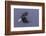 Bald Eagle in flight, Glacier Bay-Art Wolfe-Framed Photographic Print