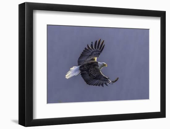 Bald Eagle in flight, Glacier Bay-Art Wolfe-Framed Photographic Print