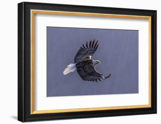 Bald Eagle in flight, Glacier Bay-Art Wolfe-Framed Photographic Print