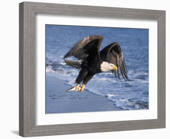 Bald Eagle in Flight with Fish in Kachemak Bay, Alaska, USA-Steve Kazlowski-Framed Photographic Print