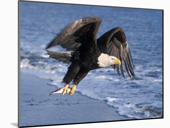 Bald Eagle in Flight with Fish in Kachemak Bay, Alaska, USA-Steve Kazlowski-Mounted Photographic Print