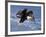 Bald Eagle in Flight with Fish in Kachemak Bay, Alaska, USA-Steve Kazlowski-Framed Photographic Print