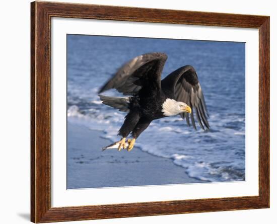 Bald Eagle in Flight with Fish in Kachemak Bay, Alaska, USA-Steve Kazlowski-Framed Photographic Print