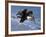 Bald Eagle in Flight with Fish in Kachemak Bay, Alaska, USA-Steve Kazlowski-Framed Photographic Print