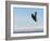 Bald Eagle in Flight with Upbeat Wingspread, Homer, Alaska, USA-Arthur Morris-Framed Photographic Print