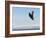 Bald Eagle in Flight with Upbeat Wingspread, Homer, Alaska, USA-Arthur Morris-Framed Photographic Print