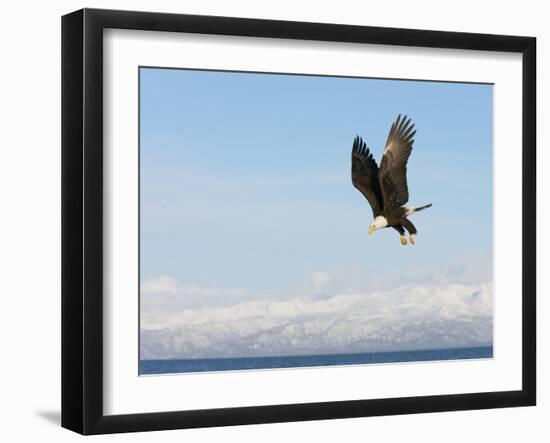 Bald Eagle in Flight with Upbeat Wingspread, Homer, Alaska, USA-Arthur Morris-Framed Photographic Print