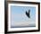 Bald Eagle in Flight with Upbeat Wingspread, Homer, Alaska, USA-Arthur Morris-Framed Photographic Print