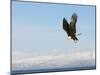 Bald Eagle in Flight with Upbeat Wingspread, Homer, Alaska, USA-Arthur Morris-Mounted Photographic Print
