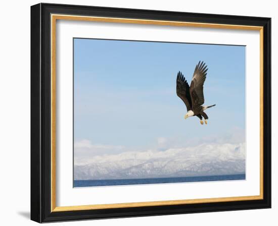 Bald Eagle in Flight with Upbeat Wingspread, Homer, Alaska, USA-Arthur Morris-Framed Photographic Print