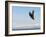 Bald Eagle in Flight with Upbeat Wingspread, Homer, Alaska, USA-Arthur Morris-Framed Photographic Print