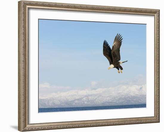 Bald Eagle in Flight with Upbeat Wingspread, Homer, Alaska, USA-Arthur Morris-Framed Photographic Print