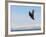 Bald Eagle in Flight with Upbeat Wingspread, Homer, Alaska, USA-Arthur Morris-Framed Photographic Print