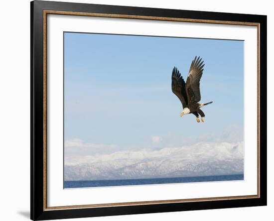 Bald Eagle in Flight with Upbeat Wingspread, Homer, Alaska, USA-Arthur Morris-Framed Photographic Print