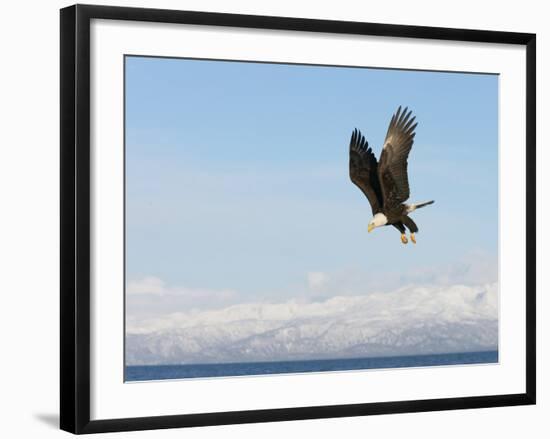 Bald Eagle in Flight with Upbeat Wingspread, Homer, Alaska, USA-Arthur Morris-Framed Photographic Print