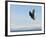 Bald Eagle in Flight with Upbeat Wingspread, Homer, Alaska, USA-Arthur Morris-Framed Photographic Print